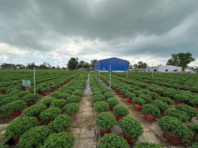 Đất 203m² mặt tiền 7m Duy Trung Duy Xuyên, Điện Bàn — tiềm năng kinh doanh, mặt tiền đường lớn, ô tô đỗ cửa, tiềm năng tăng giá