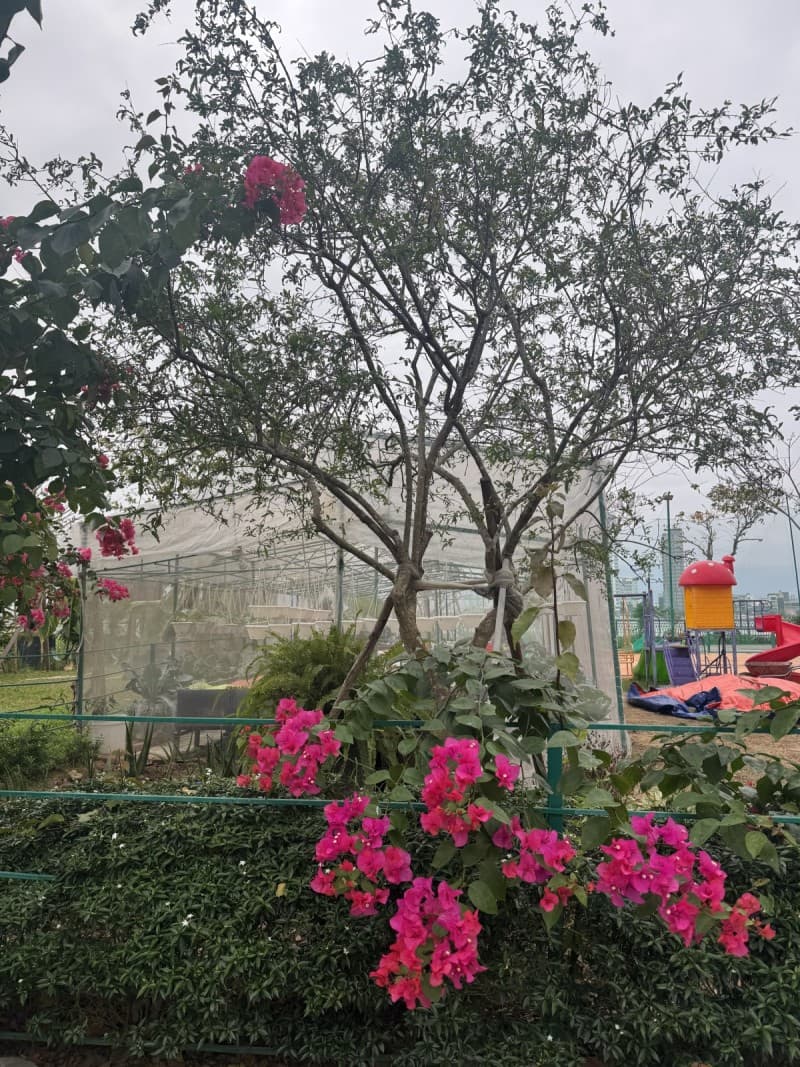 Đất 600m² mặt tiền 12m Bằng Lăng Euro Villa, Sơn Trà — gần biển, tiềm năng kinh doanh, mặt tiền đường lớn, ô tô đỗ cửa