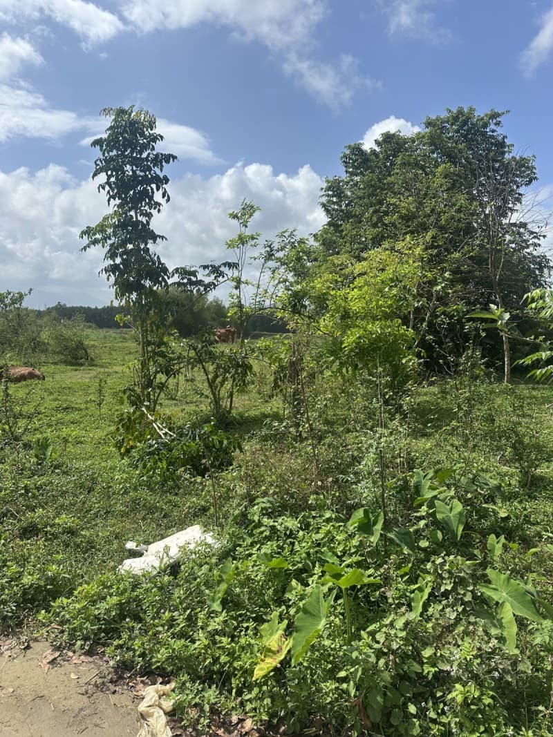 Đất 142m² mặt tiền 5m Tuý Loan Hoà Phong, Hoà Vang — gần chợ, gần trường học, ô tô đỗ cửa, tiềm năng tăng giá