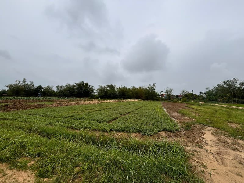 Nhà 2151m² (38x56.6) Thôn An Lạc Hội An