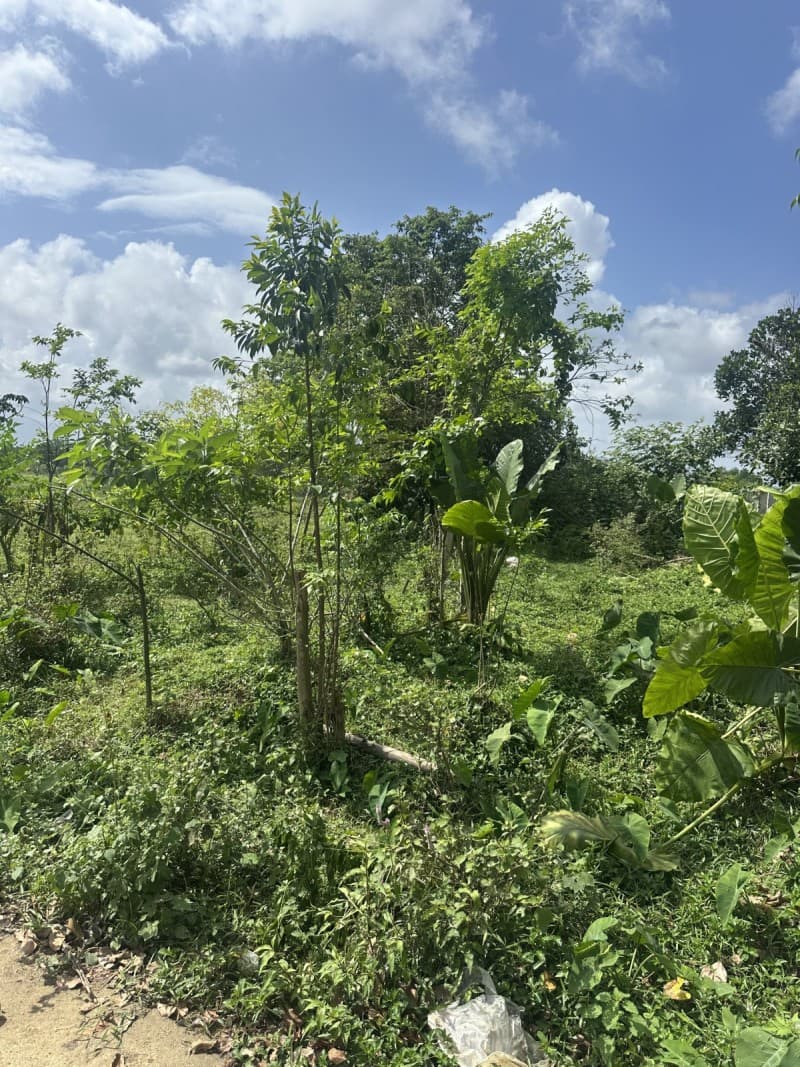 Nhà 284m² (10x28.4) Tuý Loan Hoà Phong Hòa Vang — ô tô tận nơi