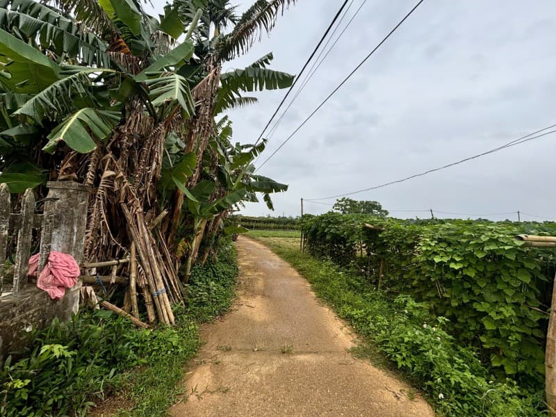 Nhà 353.7m² (12x29.5) Thôn Triều Châu Duy Phước Hội An